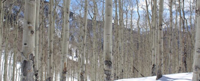 Aspen trees in a snowy landscape, showcasing winter scenery ideal for skiing and snowboarding near Beaver Creek and Vail.
