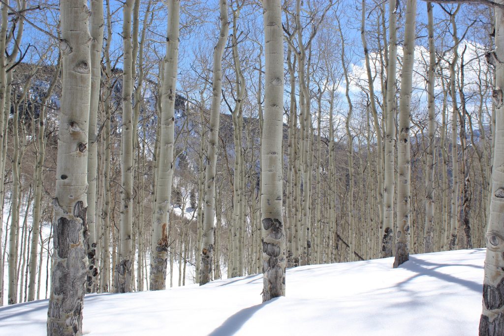 Aspen trees in snow-covered landscape near Beaver Creek, Colorado, showcasing winter scenery ideal for skiing and family vacations.